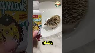 سيدهشك ما حدث مع القنفذ