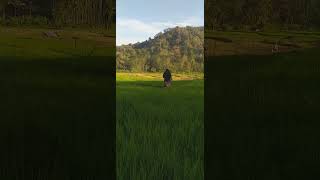 BIDADARI TURUN KESAWAH #SHORTS