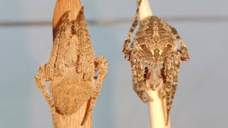 Main Event - Halimaw na di naparisan Nagharap- wasak kung wasak - Spider Fight