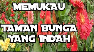 MEMUKAU‼️TAMAN BUNGA YANG INDAH PENUH WARNA WARNI