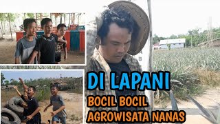 DI LAPANI BOCIL BOCIL AGROWISATA NANAS