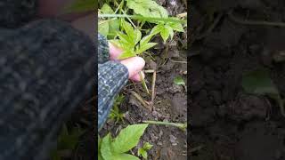 Foraging for Ground Elder - An Edible Wild Food