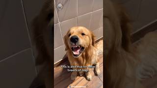 Is Golden Retriever Dangerous?