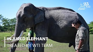 WTI Vet Provides Treatment to Injured Elephant