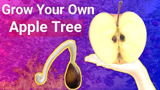 How to Grow an Apple Tree from a Pip