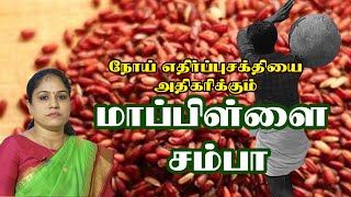 நோய் எதிர்ப்புசக்தியை அதிகரிக்கும் | மாப்பிள்ளை சம்பா | பாரம்பரிய அரிசி | மண்வாசனை மேனகா