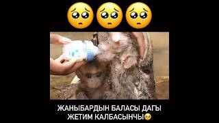 ЫЙЛАГЫМ КЕЛДИ😭 #кыргызстан #казахстан #узбекистан