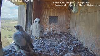 FalconCam Project 02.11.2024 12:07