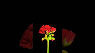 Amazing Flower Blooming Time Lapse 4k #timelapse #nature #shorts #ytshorts