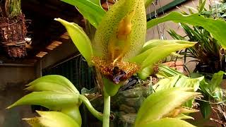 Catasetum  Schmmidtianum