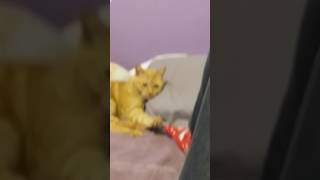 Cat Likes Being Pet with Foot