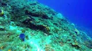 Cozumel Diving HD1080p V2 Music Lindsey Stirling - Elements