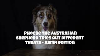 Dog Treat ASMR with my Australian Shepherd