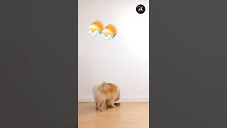 Hearmelting Dog #shorts #video #funnyvideo #dog #cat #cute