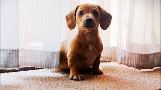 Cute sausage dog