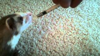 FERRET VS SYRINGE