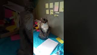 #gatitaestudante #gataestudante #gata #gatas #gatita #cats #cat #paraguai #videos #shorts_videos