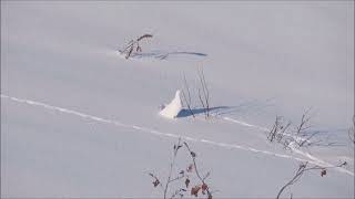 March of the Ptarmigan