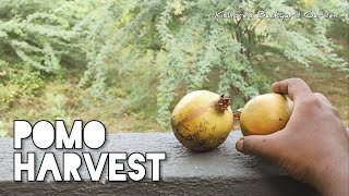 Today's Pomo Harvest