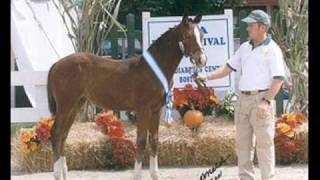 Werbellin Offspring: Hanoverian Stallion  by Weltmeyer