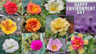 World Environment Day | Our Garden | Nature Beauty | #Shorts #YoutubeShorts #NatureShorts