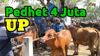 Pedhet 4 Juta 🆙🐃🐂