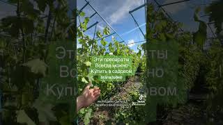 Подвязка обработка винограда июнь #мозырь #сад #питомникрастений #garden #виноград