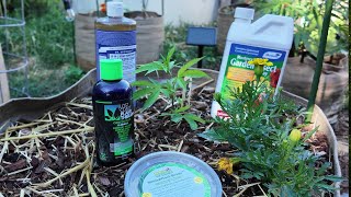 How to Defend your Outdoor Plants from Bugs & Mold