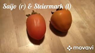 Diospyros kaki Persimmon/ Persimone Saijo & Steiermark