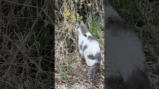 Butterfly Lands On Farm Cat: Fiddle The Barn Kitty Investigates While A Buddyfly Investigates Him