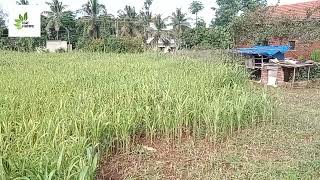 How to make a feed for Cow, sheep, goat mainly good and protein feed for hallikar breed for 1 year