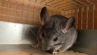 Non-content Chinchillas