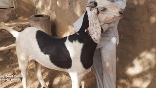 masallah  sirohi brider jodi for sell adnt  sirohi goat Chouhan Goats Farm Oontra Ajmer Rajasthan