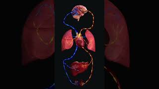 Circulatory Pathways #science #memes #animation