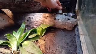 Docile Savannah Monitor soaks in his water feature daily.