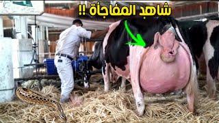 لم يستطع هذا المزارع  النوقف عن الصـ ـراخ عندما شاهد ما أتجبته بقرته لأول مرة !! طدم الجميع