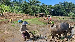 Hampir punah ngebajak sawah menggunakan tenaga kerbau