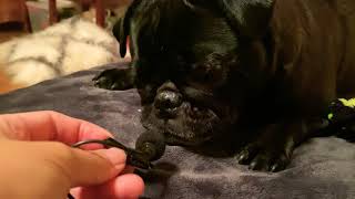 ASMR Pug | Heavy Breathing | Mouth Sounds