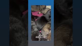 Cute German Shepherd sable and black puppies