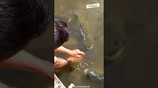 BLACKPACU IKAN PENGHUNI SUNGAI AMAZON