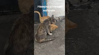 Соседские коты #cat##village#pussycat