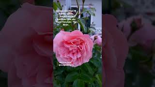 Fabulous Kordes rose, Floral Fairytale. #shortsfeed #shortvideo #nature #flower #rose #garden #joy