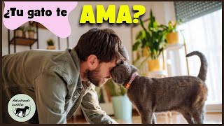 ¿Tu GATO te QUIERE? 8 COMPORTAMIENTOS que te lo confirmaran🐱❤️