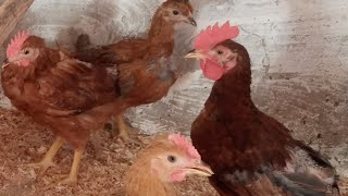 فراخ  البلدي في السطح عمر 50 يوم 🐓🐓🐓🐓