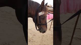 Horse Sad Mood #horse #littlesparsh #sadstatus #viral #trending #shorts