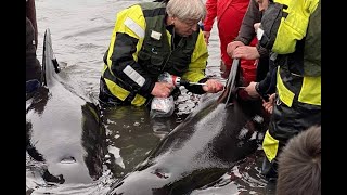 Deepl-Übersetzer: Färöer Insel 06 Mai 2020