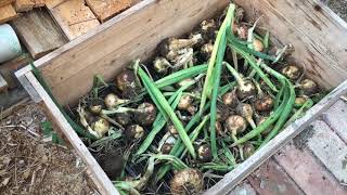 Stuttgarter Onion harvest tips 2020