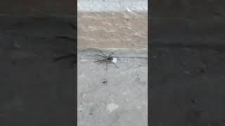 Wolf Spider Carrying Eggsack