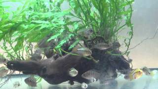 Apistogramma hongsloi.wmv