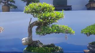 CÂY SAM LINH CHI BONSAI THẾ ĐẸP